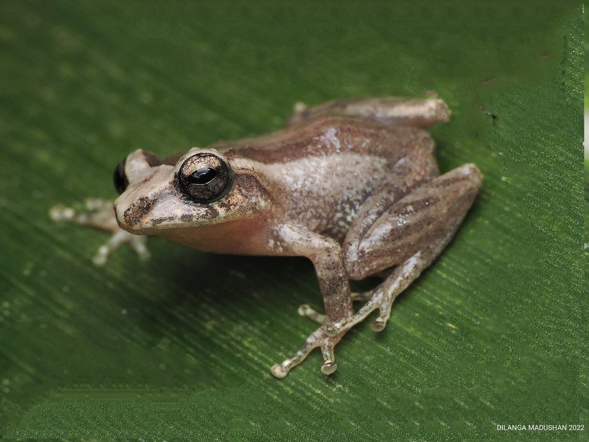 Pseudophilautus hypomelas Gunther, 1876